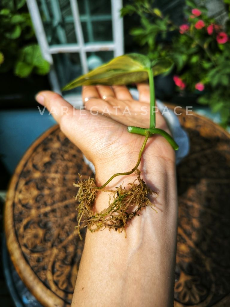 Scindapsus Jade Satin variegata ukorzeniony liść scyndapsus