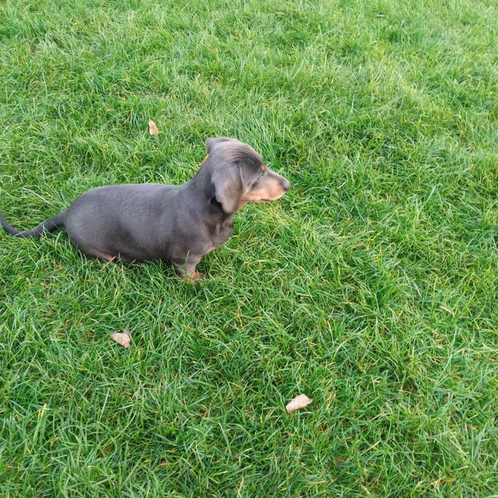 Jamnik krótkowłosy suczka