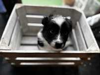 Border Collie FCI ZKWP