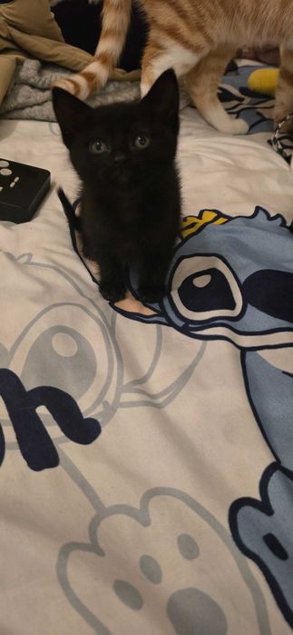 Dou gatinhos com 1 mes e meio