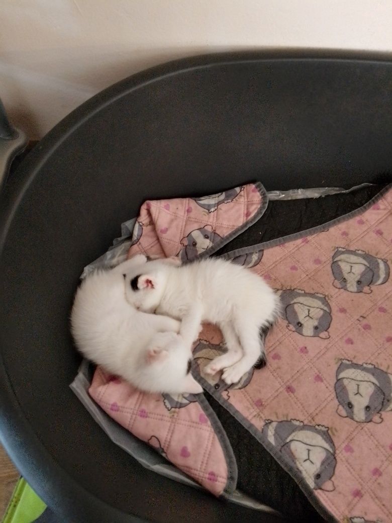 Oddam kotki za darmo w dobre ręce.