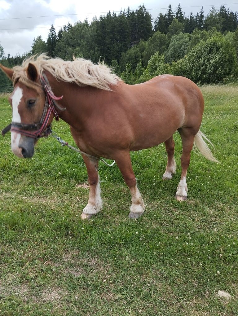 Sprzedam klacz zimnokrwistą