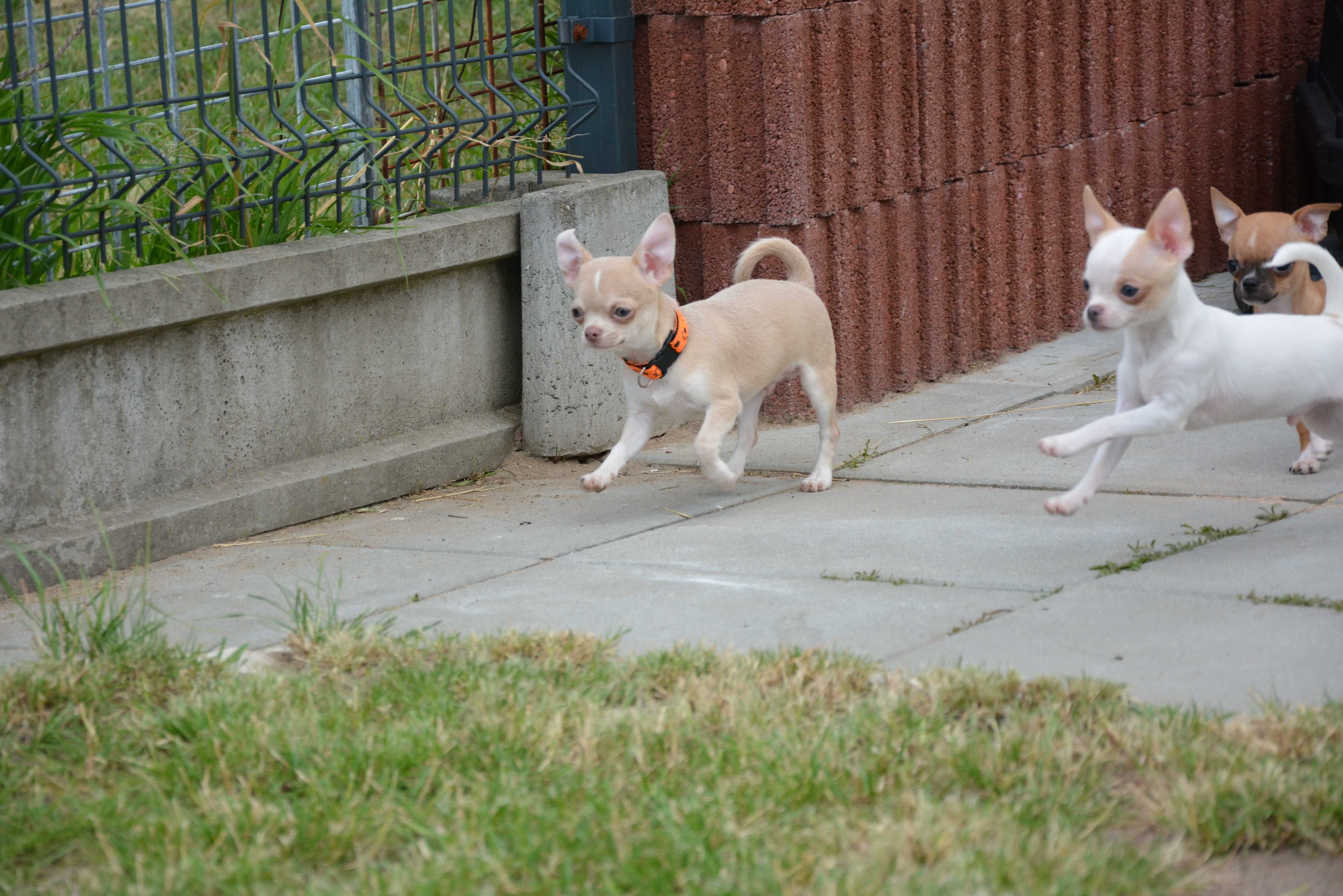 Chihuahua chlopak krótkowłosy FCI