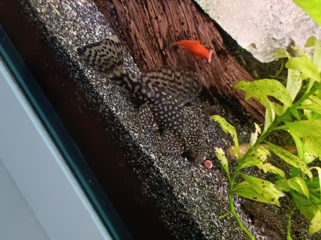 Ansistrus peixes
