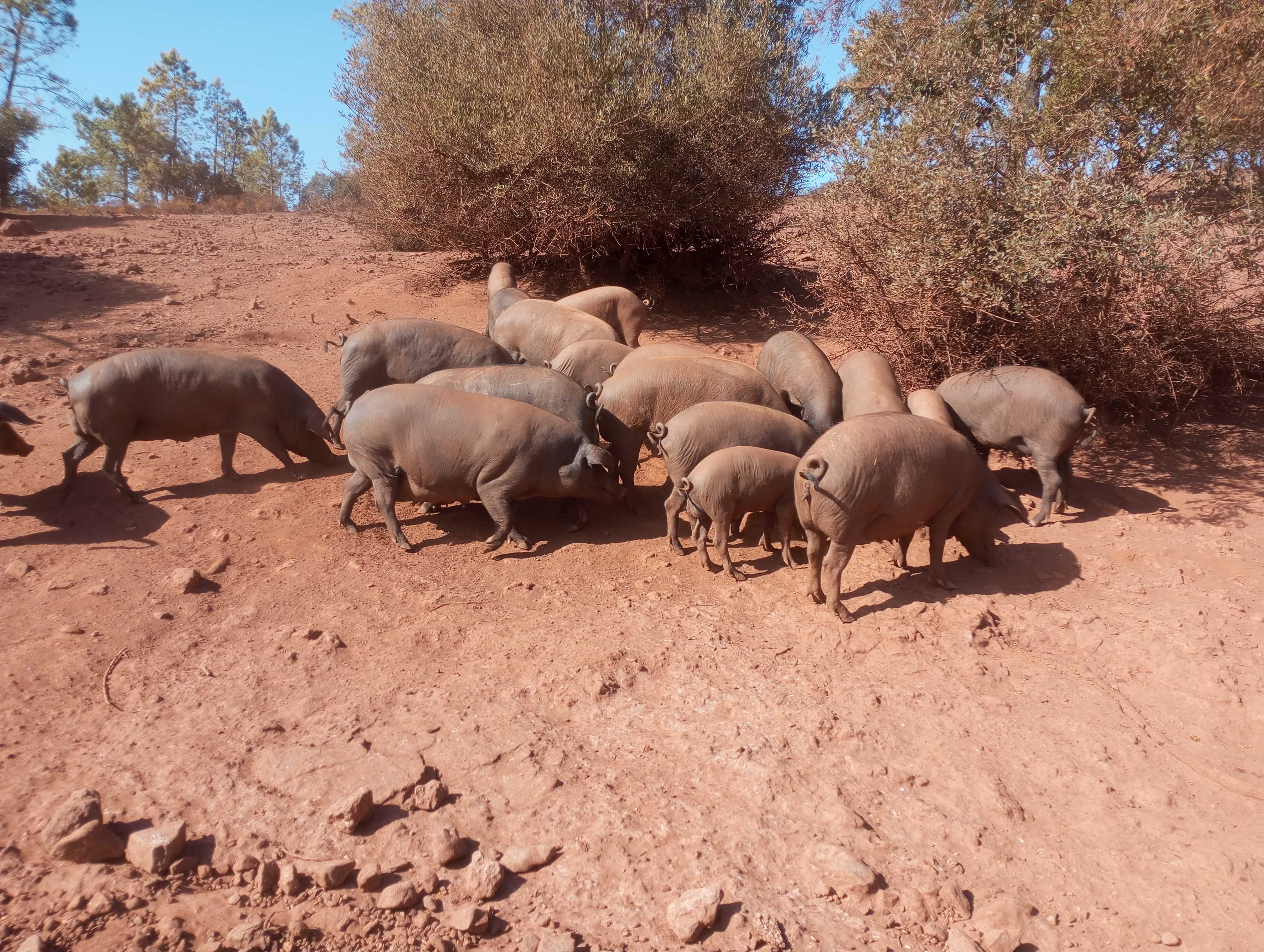 leitões cruzados pietran/Duroc, porcos pretos