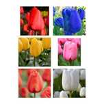 CEBULKI TULIPANA 25 szt mix Cebule Tulipanów Tulipan Tulipany POLSKI