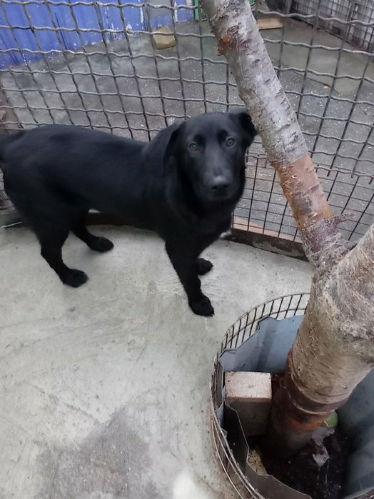 Отдам даром в добрые руки собачек метисы лабрадора