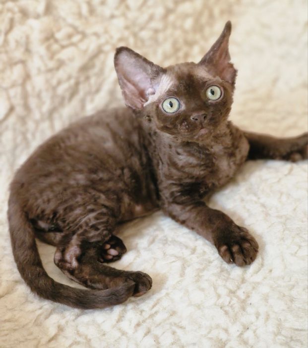 Devon rex piękny maluszek
