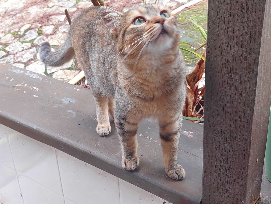 Gatinha 5-6 meses procura um lar