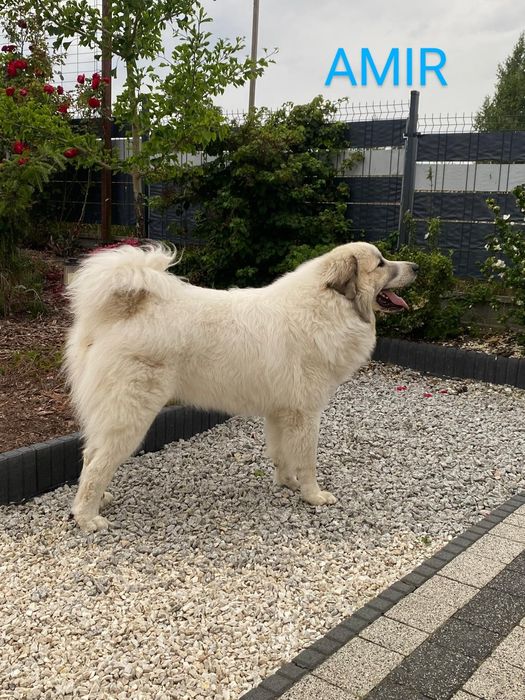 Pirenejski Pies Górski szczeniak   HERD KEEPERS FCI  - szczenię  FCI