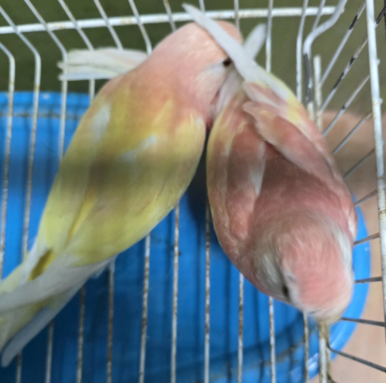 Brukes cor rosa mutações