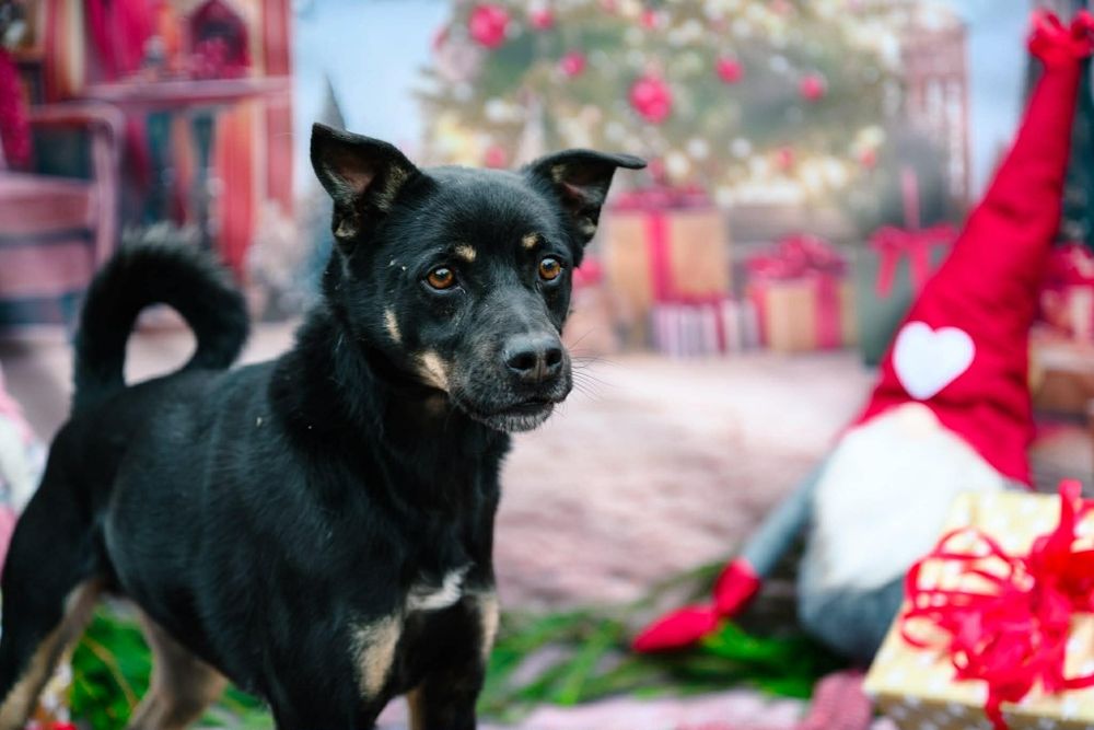 Niuniuś szuka domku