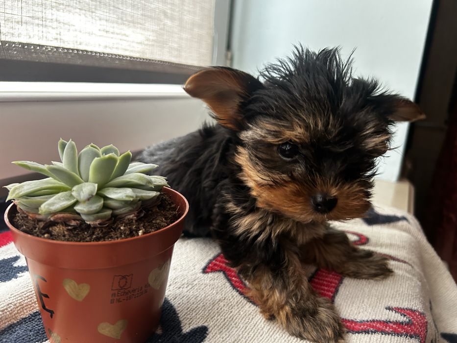 Yorkshire terrier