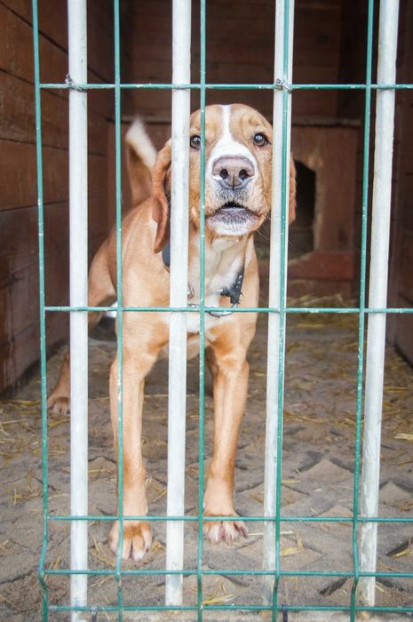 Pluto - piękny i wymagający psiak do pokochania.