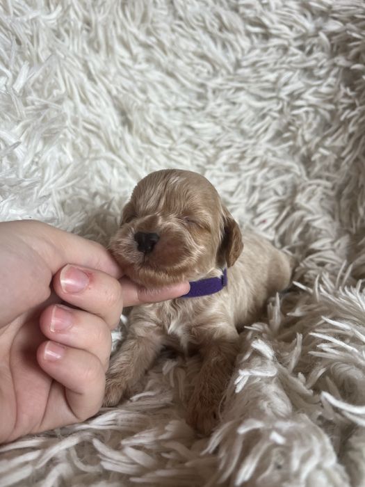 Piesek cockapoo mama cocker spaniel tata pudel toy badania genetyczne