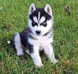 Niebieskooki szczeniaczek Siberian husky z elitarnym rodowodem