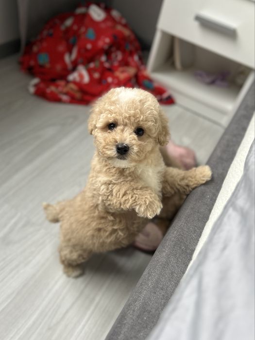 Милейший мальчик мальтипу ф1 беби фейс в Киеве