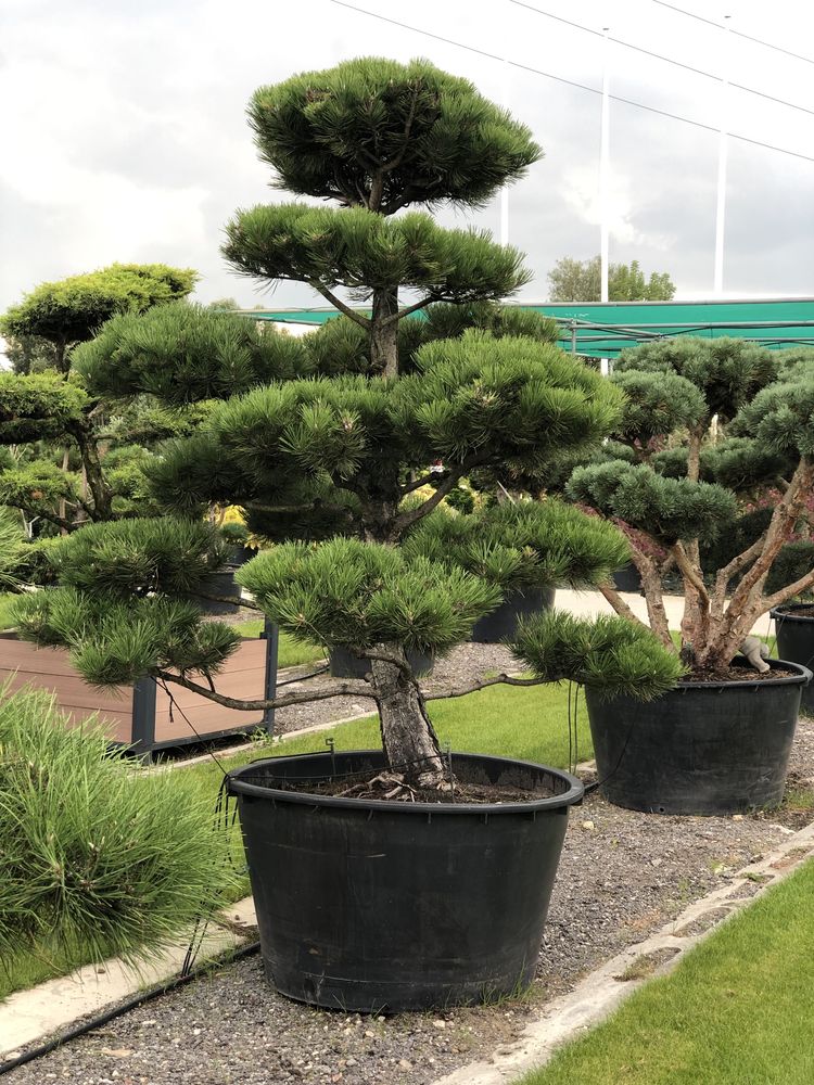 Bonsai niwaki formy cięte ogród sosna cis jałowiec BONSAI PARK