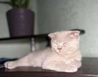 Шотландская вислоухая(Scottish Fold)