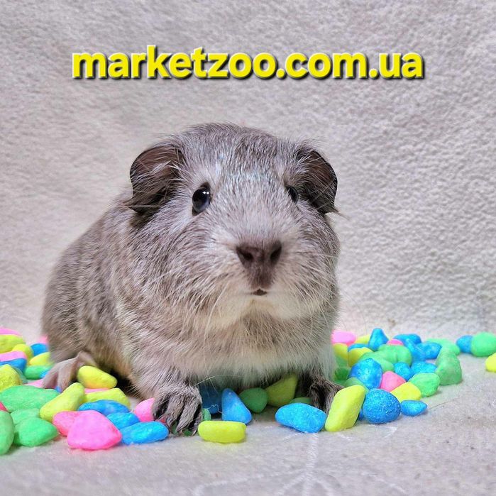 Королівська морська свинка породи"шиншила" шукає дім!