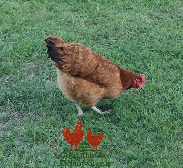Kury nioski Rosa Leghorn Lohman Greenshel kolor