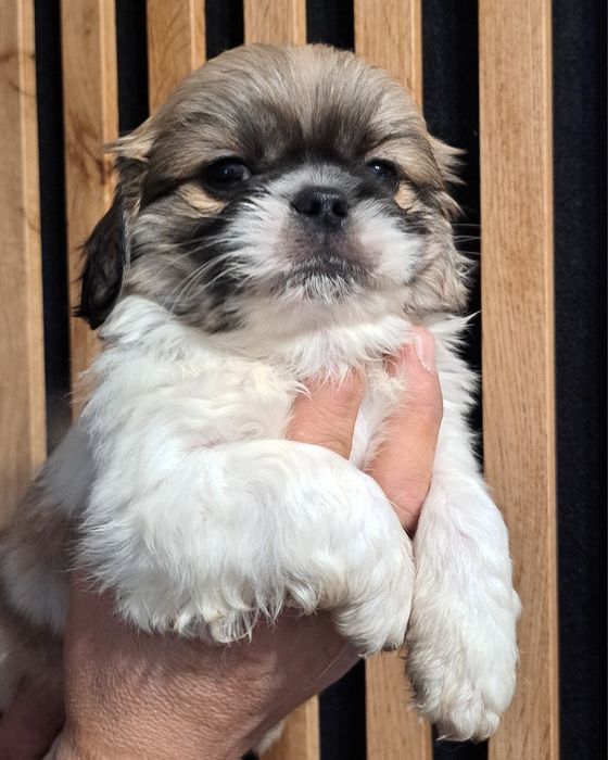 Pekińczyk chłopak z metryką.  Częstochowa