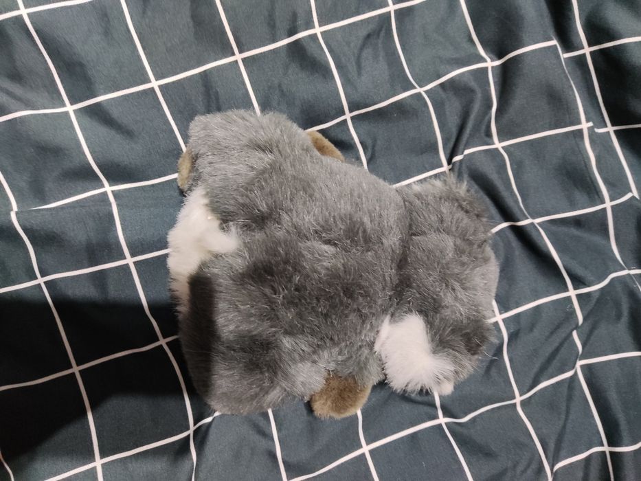 Miś koala milutki