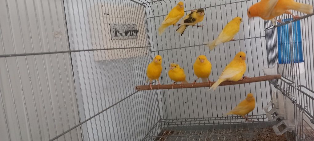 Canários amarelos e arlequis