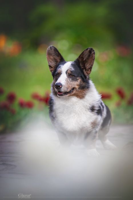 Welsh corgi cardigan