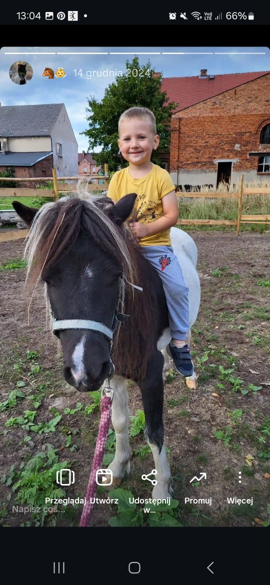 Kucyk ok 100cm wałach