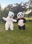 Maskotka BIAŁY MIŚ i Panda. Wynajem