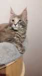 Koteczka Zoja Maine coon