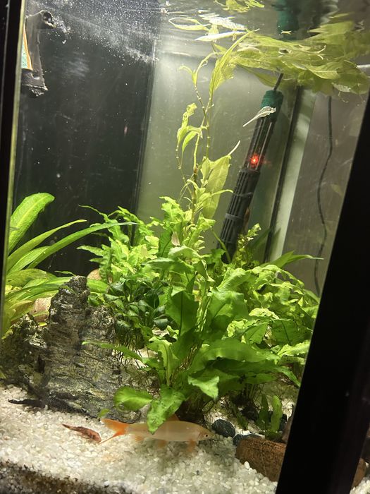 Aquario,plantas,peixes e motor