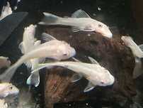 L 144 Snow white 3-4cm promocja