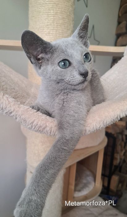 Kocurek rosyjski niebieski- gotowy do odbioru