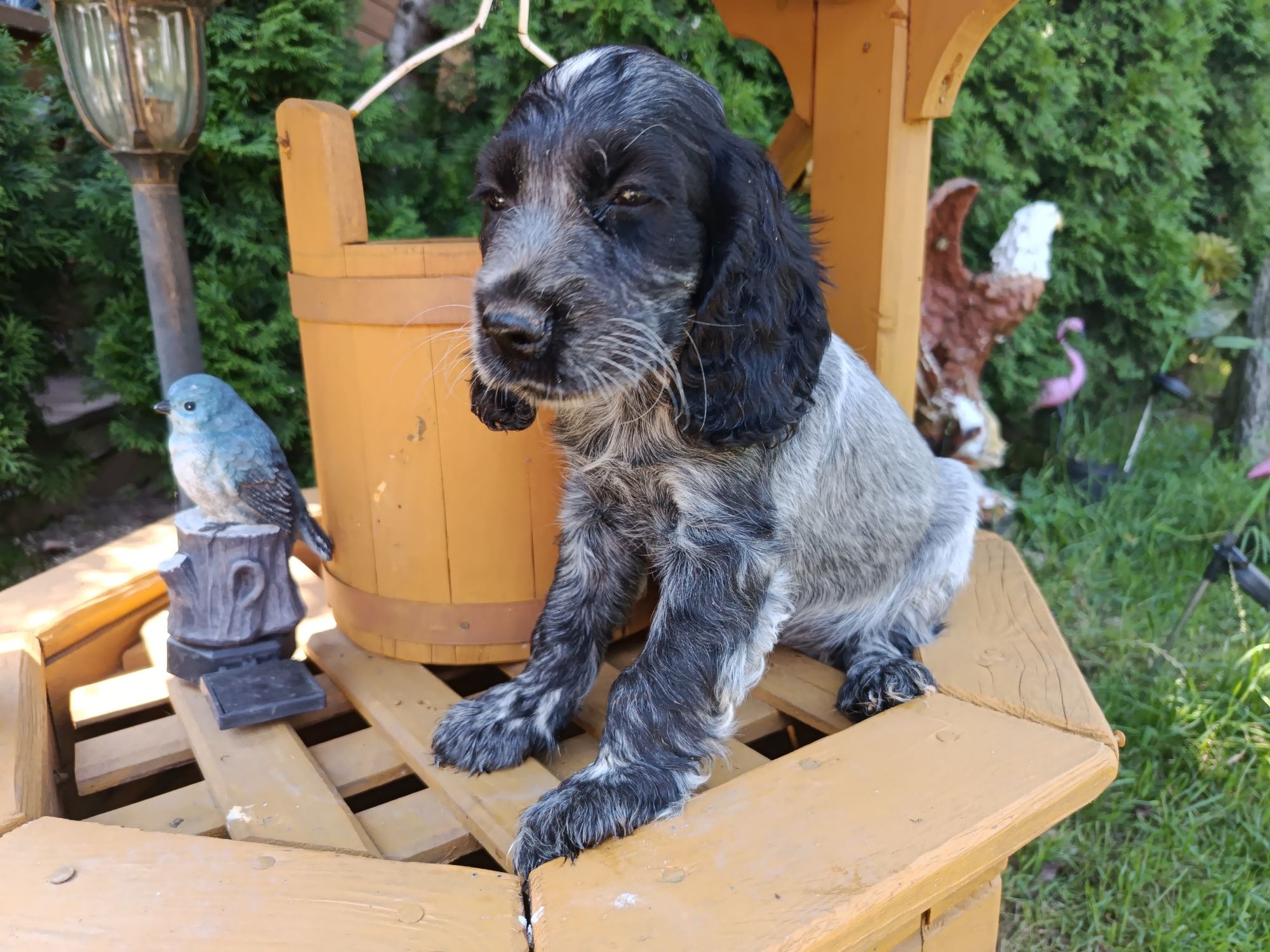 Cocker spaniel angielski Piesek Rodowód
