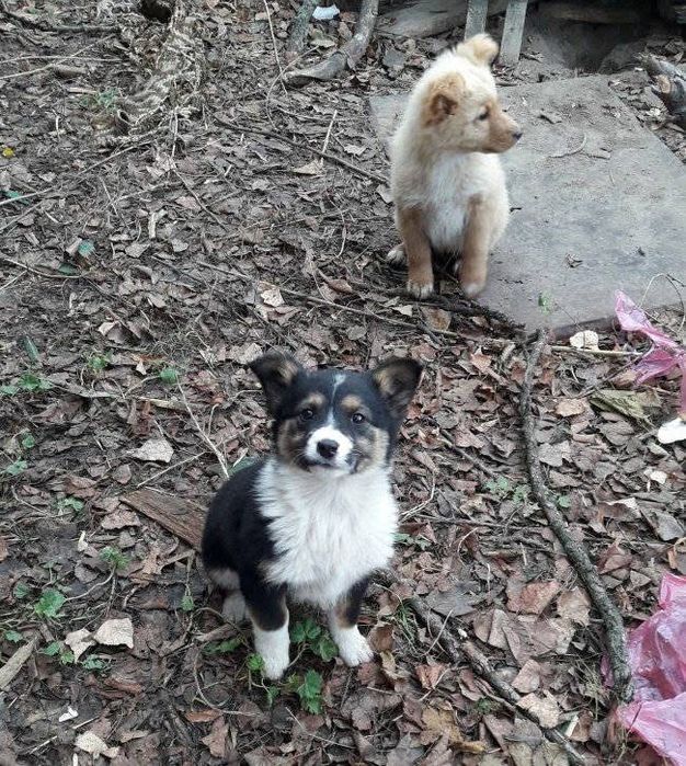 Цуценята в добрі руки