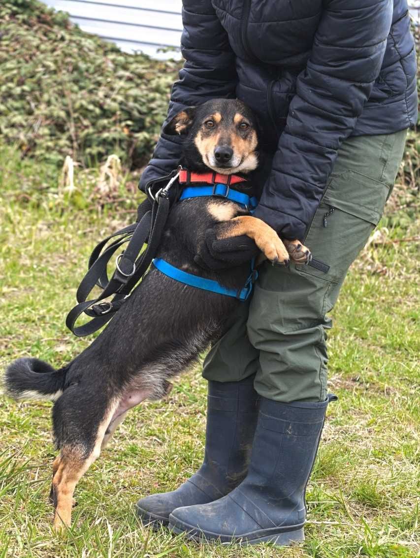 Plag - uroczy, przyjazny w typie jamnika - adopcja.