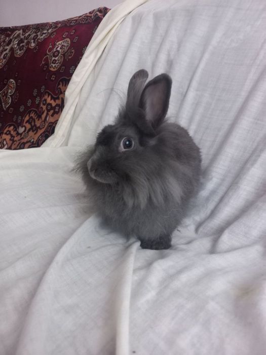 Норвезький кролик, дівчинка