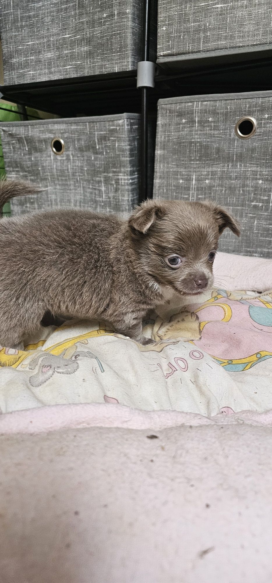 Chihuahua długowłosy błękitny