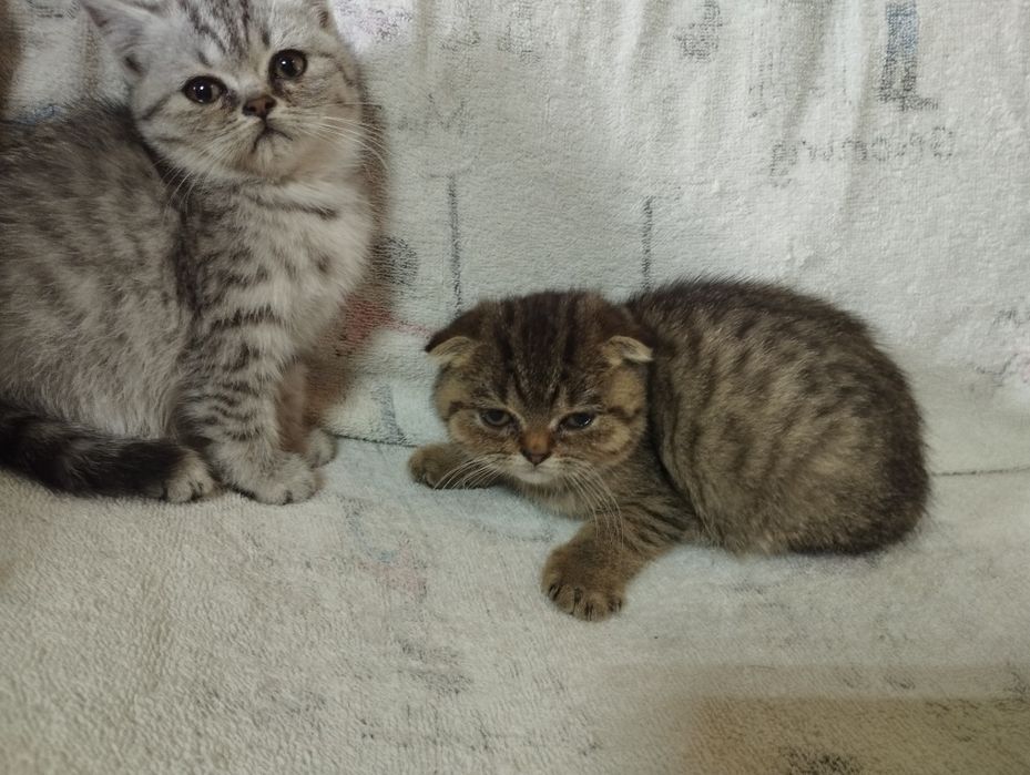 Шотландські кошенята