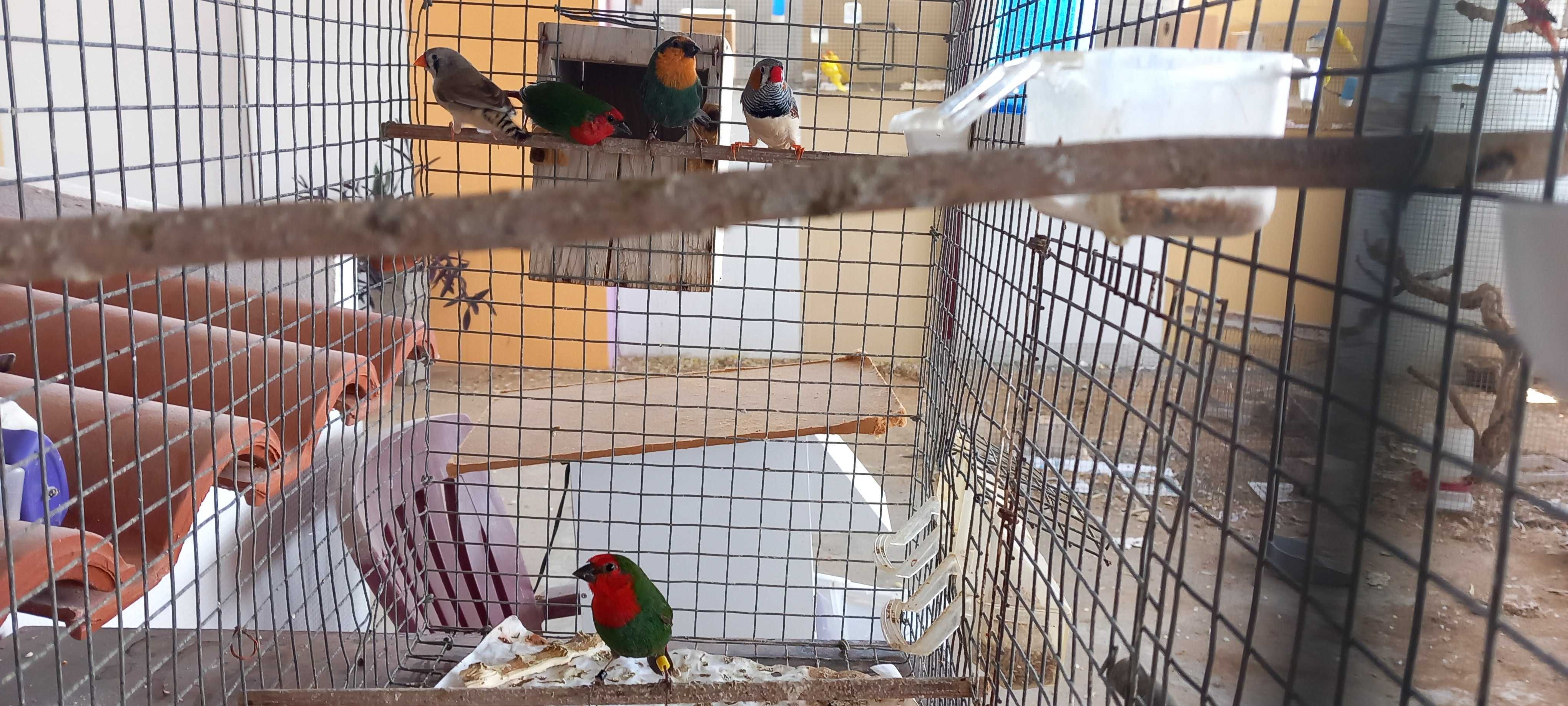 Canário e agapornis machos Diamantes papagaio