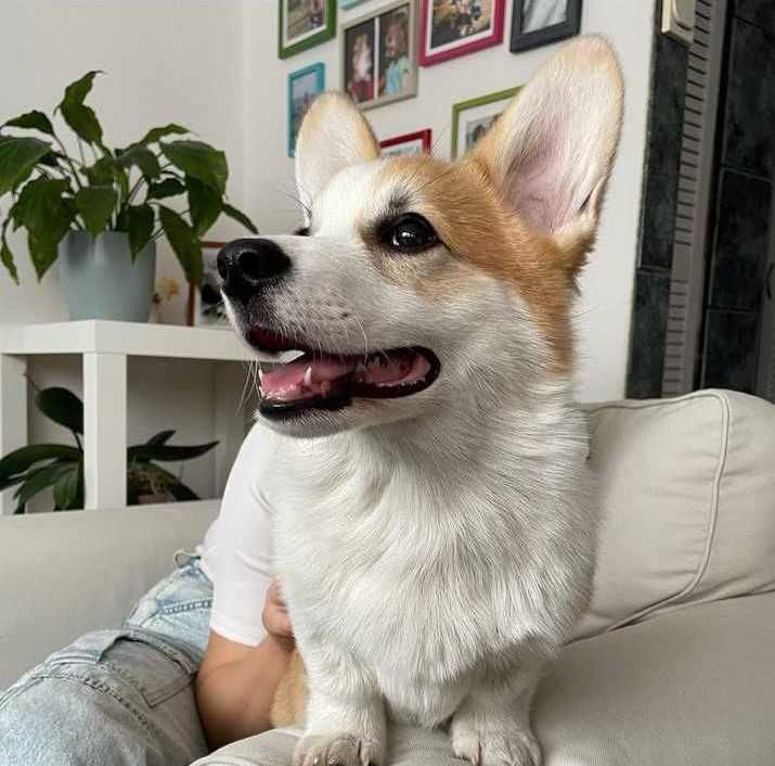 BAJKA Welsh Corgi Pembroke suczka rudo- biała Natural Bobtail