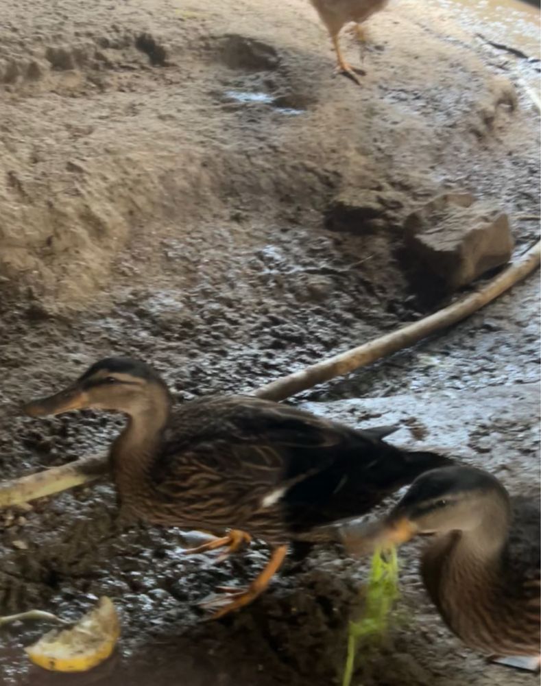 Pato bravo até 10 patos