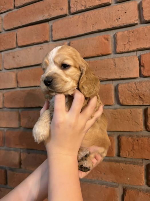 Cocer spaniel szczenię