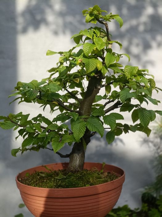 Grab bonsai yamadori