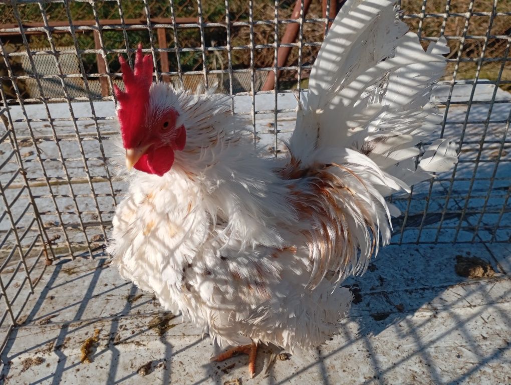 serama kogut  i kurka ,