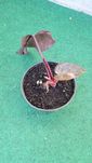 Philodendron Pink Princess Marble