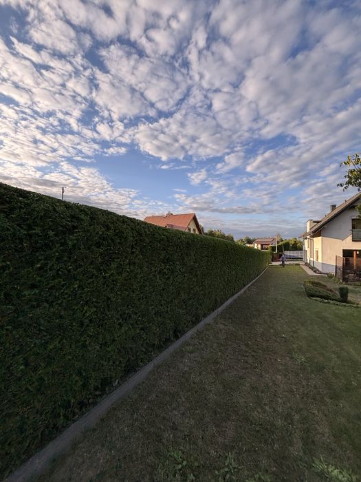 Przycinanie żywopłotów, tuj, krzewów