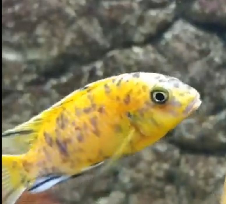 Tropheops otther point  [bb] [mc] [gold]